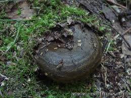 Attēlu rezultāti vaicājumam “Lactarius necator”