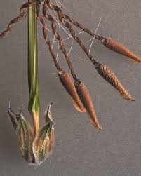 Attēlu rezultāti vaicājumam “Erodium cicutarium bud”