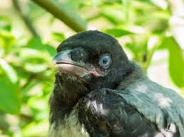 Attēlu rezultāti vaicājumam “Corvus cornix juvenile”