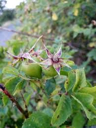 Attēlu rezultāti vaicājumam “Rosa subcanina”