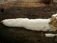 Attēlu rezultāti vaicājumam “Antrodia crassa”