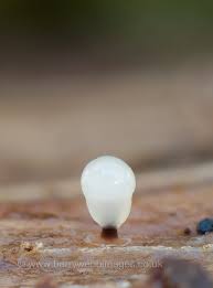 Attēlu rezultāti vaicājumam “Comatricha alta young”