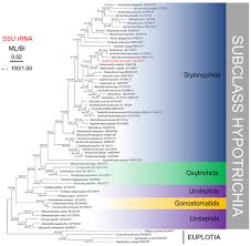 Attēlu rezultāti vaicājumam “Heterotrichia oerstedii (syn. Arcyria oerstedii) stalked”