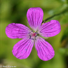 Attēlu rezultāti vaicājumam “Geranium palustre fruit”