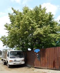 Attēlu rezultāti vaicājumam “Tilia amurensis”