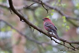 Attēlu rezultāti vaicājumam “Pinicola enucleator adult”