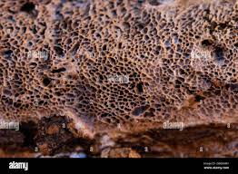 Attēlu rezultāti vaicājumam “Datronia mollis”