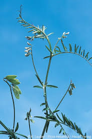 Attēlu rezultāti vaicājumam “Vicia hirsuta fruit”