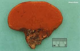 Attēlu rezultāti vaicājumam “Pycnoporus cinnabarinus”