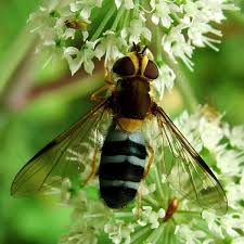 Attēlu rezultāti vaicājumam “Leucozona lucorum”