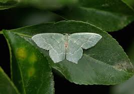 Attēlu rezultāti vaicājumam “Hemithea aestivaria”