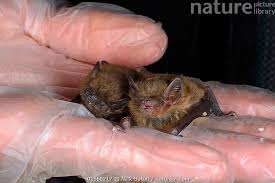 Attēlu rezultāti vaicājumam “Pipistrellus pygmaeus”
