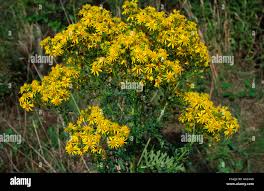 Attēlu rezultāti vaicājumam “Jacobaea vulgaris flower”
