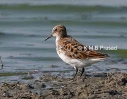 Attēlu rezultāti vaicājumam “Calidris minuta”