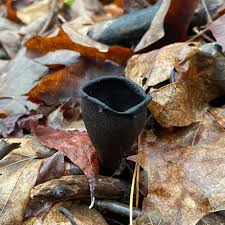 Attēlu rezultāti vaicājumam “Urnula craterium”