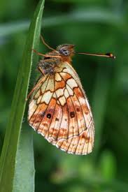 Attēlu rezultāti vaicājumam “Brenthis ino underside”