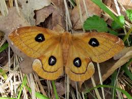 Attēlu rezultāti vaicājumam “Aglia tau”