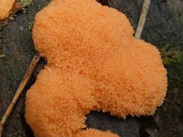 Attēlu rezultāti vaicājumam “Tubifera ferruginosa subsp. acutissima spores”