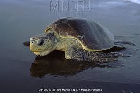 Image result for Lepidochelys olivacea