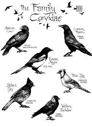 Attēlu rezultāti vaicājumam “Corvidae”
