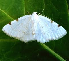 Attēlu rezultāti vaicājumam “Lomographa bimaculata”