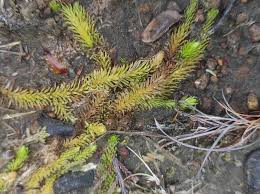 Attēlu rezultāti vaicājumam “Lycopodiella inundata”