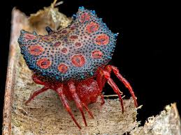 Attēlu rezultāti vaicājumam “Araneidae”