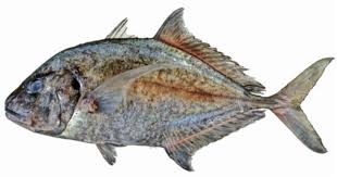 Image result for Caranx melampygus