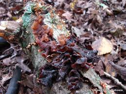 Attēlu rezultāti vaicājumam “Tremella foliacea”