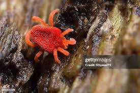 Attēlu rezultāti vaicājumam “Trombidiidae”