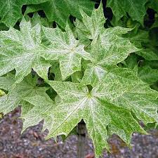 Attēlu rezultāti vaicājumam “Acer platanoides”