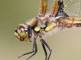 Attēlu rezultāti vaicājumam “Lycogala convexum sessile”