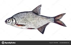 Image result for Blicca bjoerkna