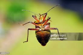 Attēlu rezultāti vaicājumam “Pentatoma rufipes”