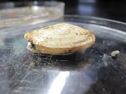 Attēlu rezultāti vaicājumam “Mya arenaria”