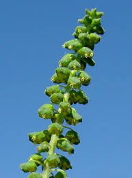 Attēlu rezultāti vaicājumam “Ambrosia artemisiifolia bud”