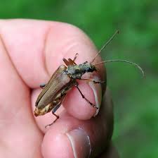 Attēlu rezultāti vaicājumam “Stenocorus meridianus”