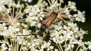 Attēlu rezultāti vaicājumam “Anastrangalia sanguinolenta”
