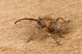 Attēlu rezultāti vaicājumam “Curculio venosus”