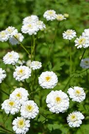 Image result for Tanacetum parthenium