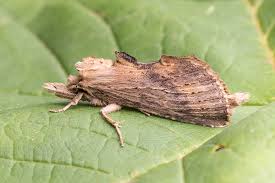 Attēlu rezultāti vaicājumam “Pterostoma palpina”