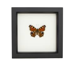 Attēlu rezultāti vaicājumam “Inachis io underside”