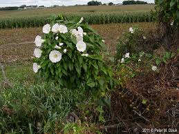 Attēlu rezultāti vaicājumam “Calystegia sepium”