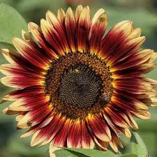 Image result for Helianthus annuus