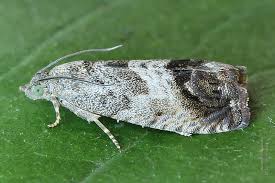 Attēlu rezultāti vaicājumam “Cydia splendana”