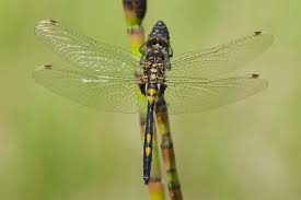 Attēlu rezultāti vaicājumam “Leucorrhinia rubicunda”