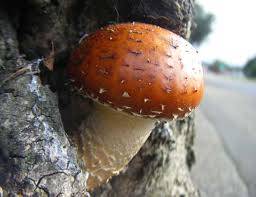 Attēlu rezultāti vaicājumam “Pholiota aurivella”