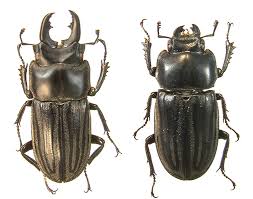 Attēlu rezultāti vaicājumam “Lucanidae”