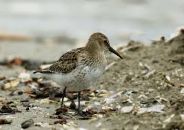Attēlu rezultāti vaicājumam “Calidris”
