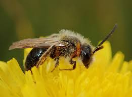 Attēlu rezultāti vaicājumam “Andrena haemorrhoa”